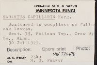 Marasmius capillaris image