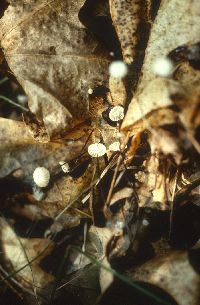 Media resource of Marasmius capillaris