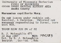 Marasmius capillaris image