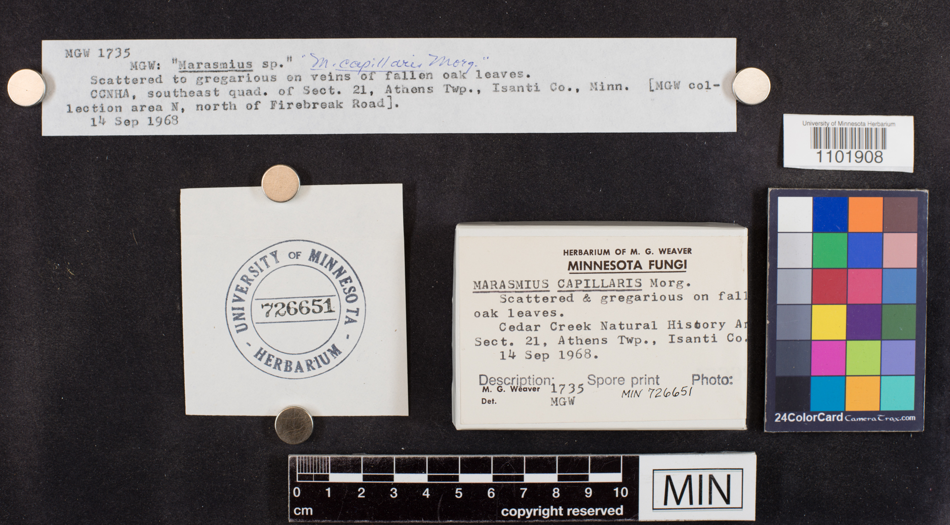 Marasmius capillaris image