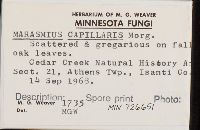 Marasmius capillaris image