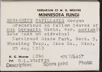 Marasmius capillaris image