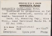 Marasmius capillaris image