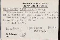 Marasmius capillaris image