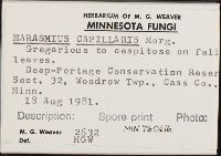 Marasmius capillaris image