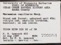 Marasmius capillaris image