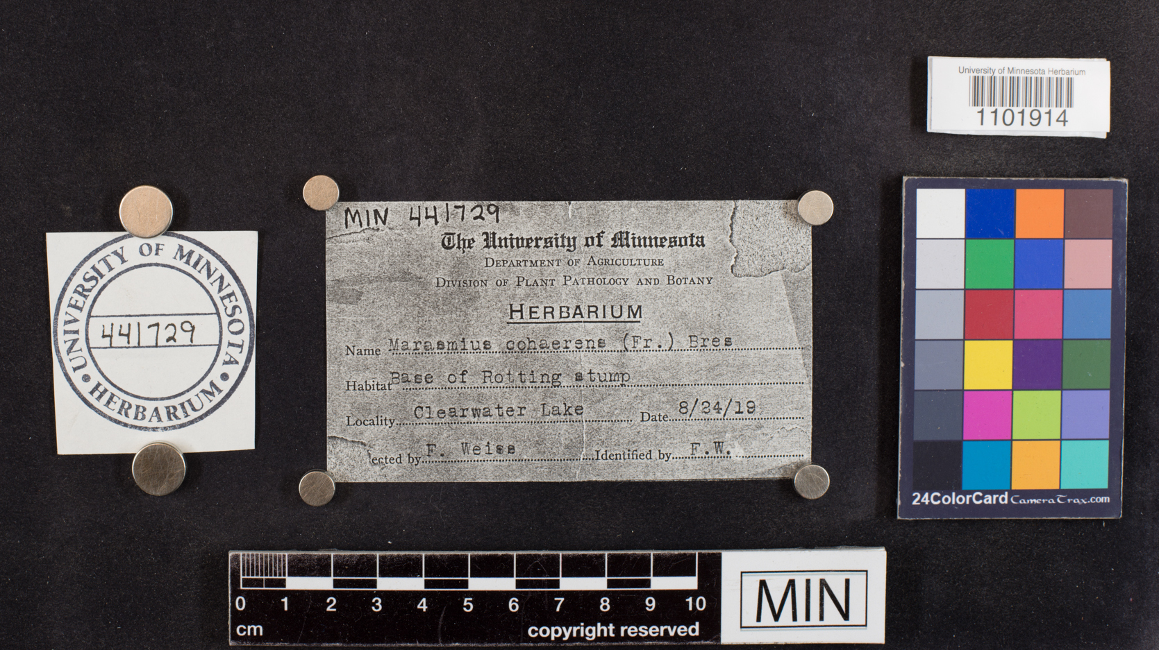 Marasmius cohaerens image