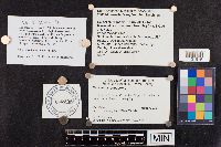 Marasmius cohaerens image