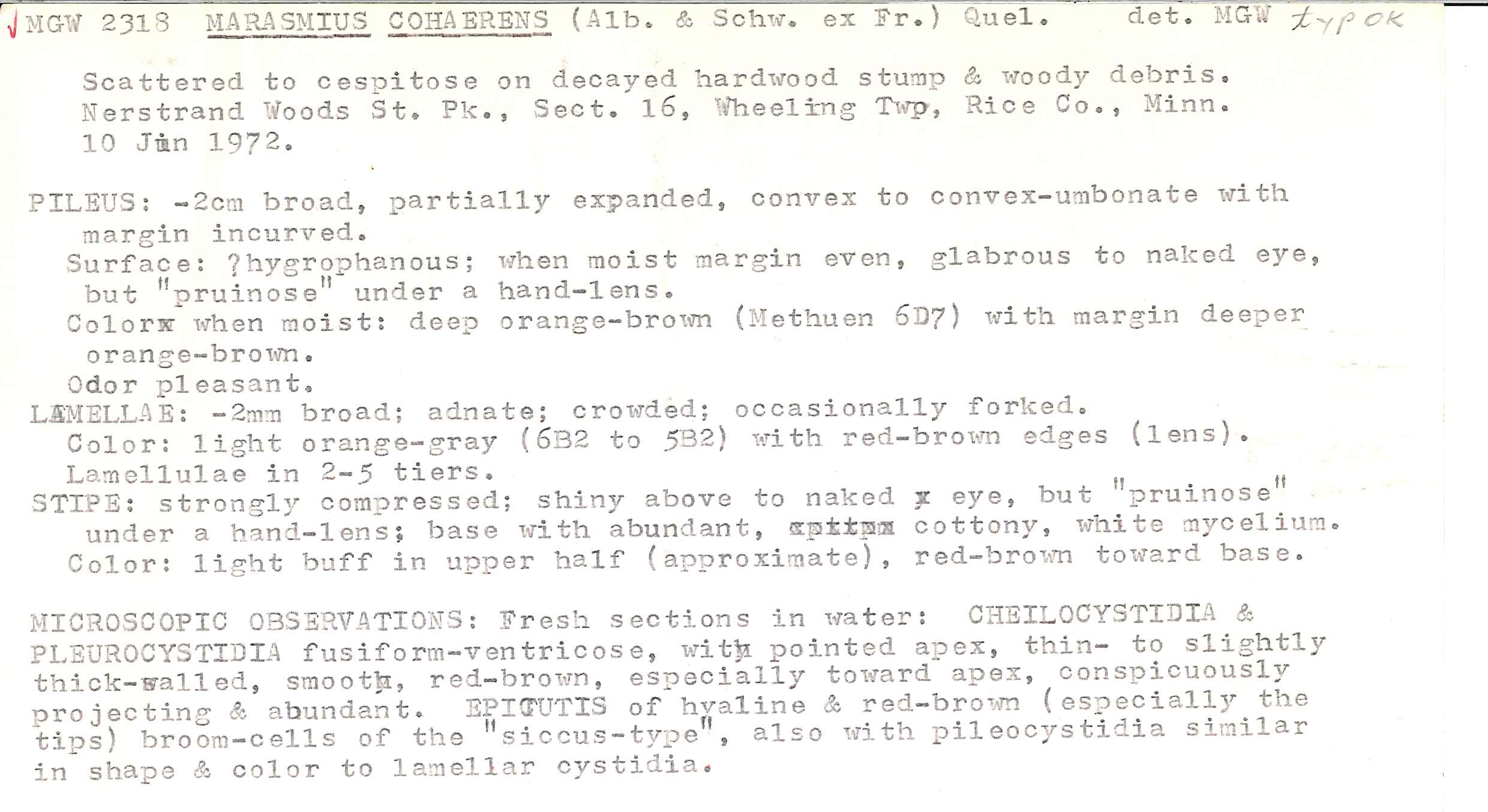 Marasmius cohaerens var. lachnophyllus image