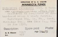 Marasmius cohaerens image