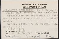 Marasmius cohaerens image