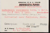 Marasmius cohaerens image