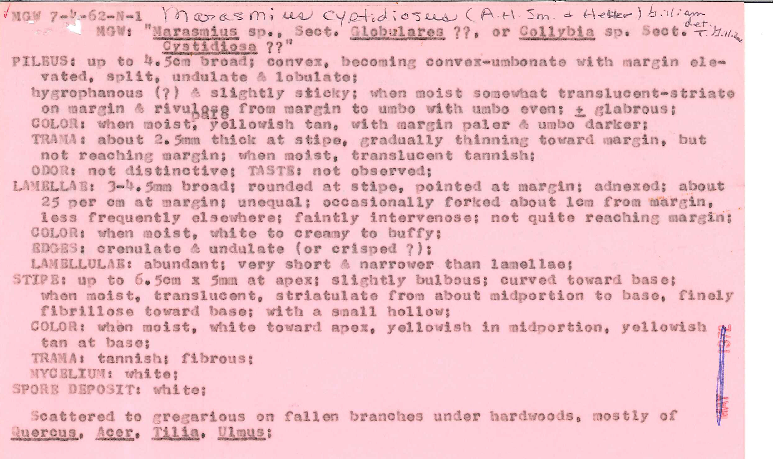 Marasmius cystidiosus image