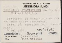 Marasmius cystidiosus image