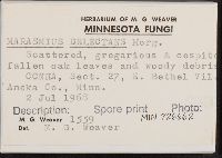 Marasmius delectans image