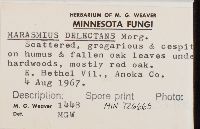 Marasmius delectans image