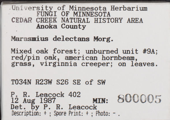 Marasmius delectans image