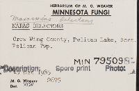 Marasmius delectans image