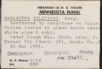 Marasmius delectans image