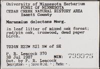 Marasmius delectans image