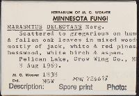 Marasmius delectans image