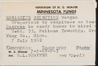 Marasmius delectans image