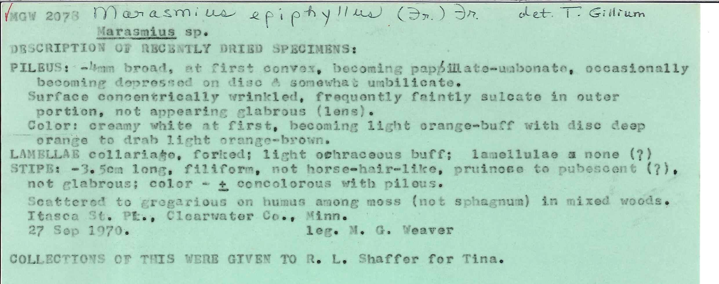 Marasmius epiphyllus image