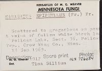 Marasmius epiphyllus image