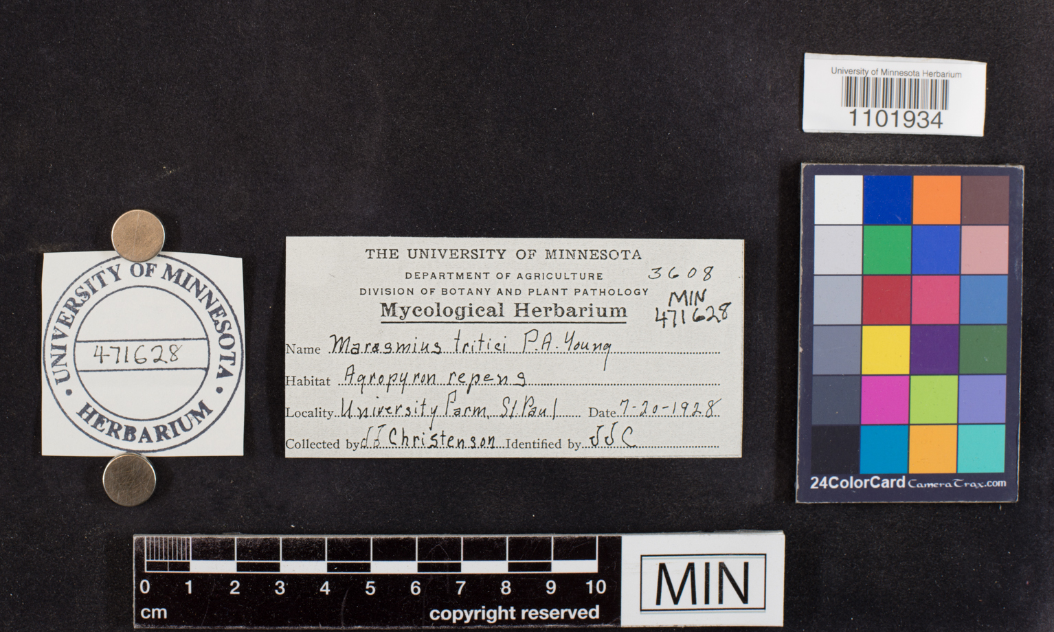 Marasmius tritici image