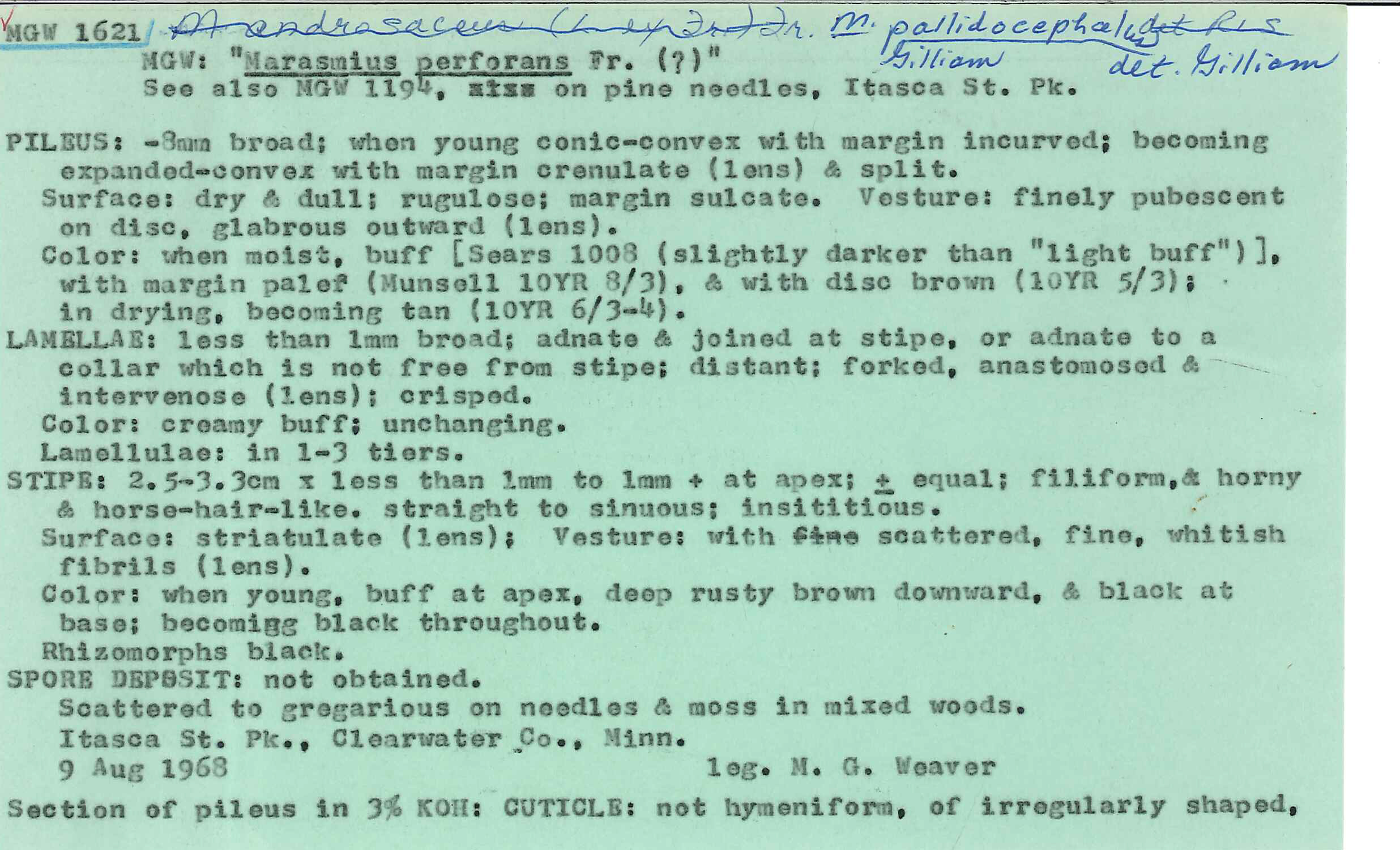 Marasmius pallidocephalus image