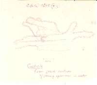 Marasmiellus praeacutus image