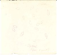 Marasmiellus praeacutus image