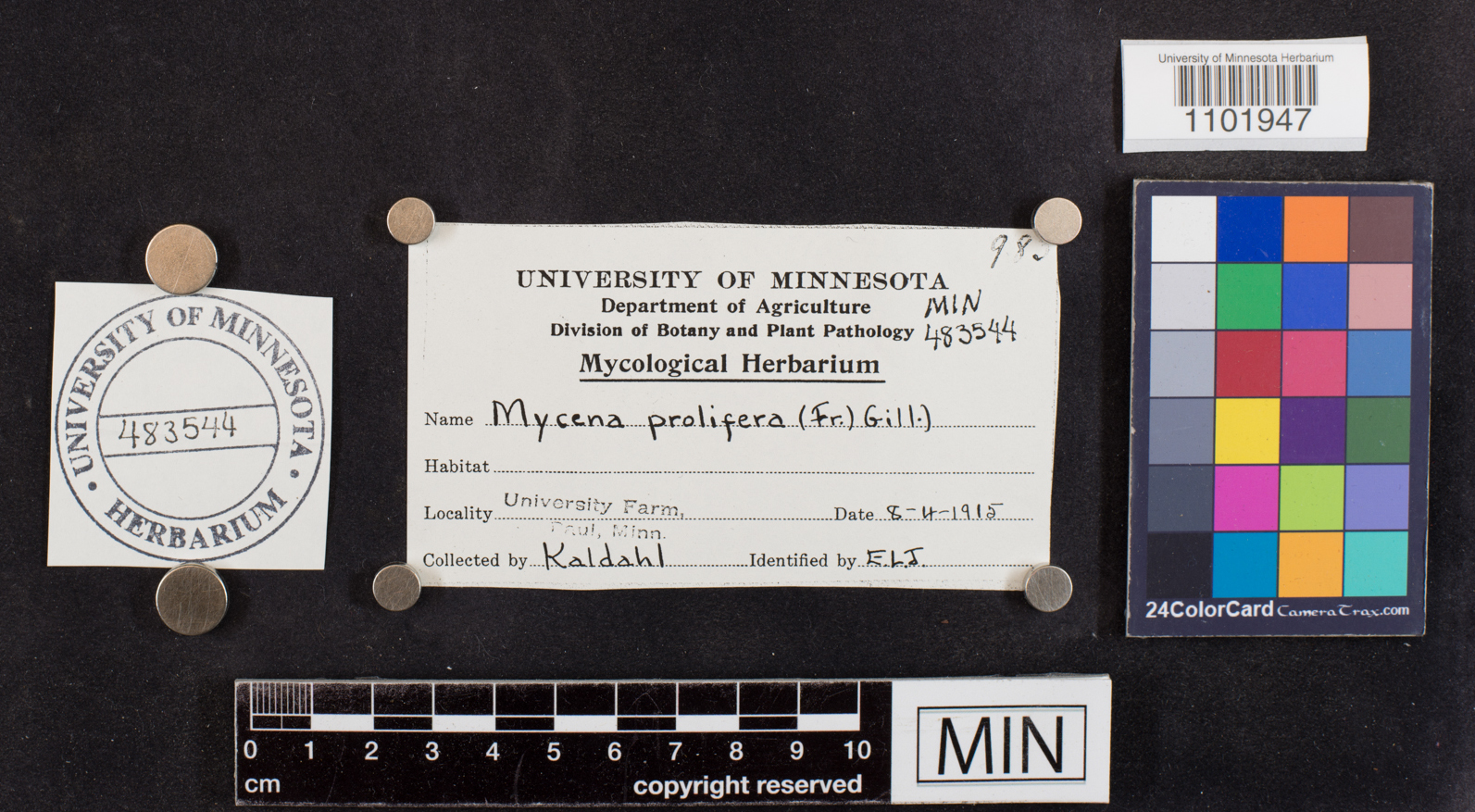 Mycena prolifera image