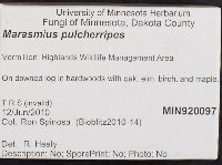 Marasmius pulcherripes image
