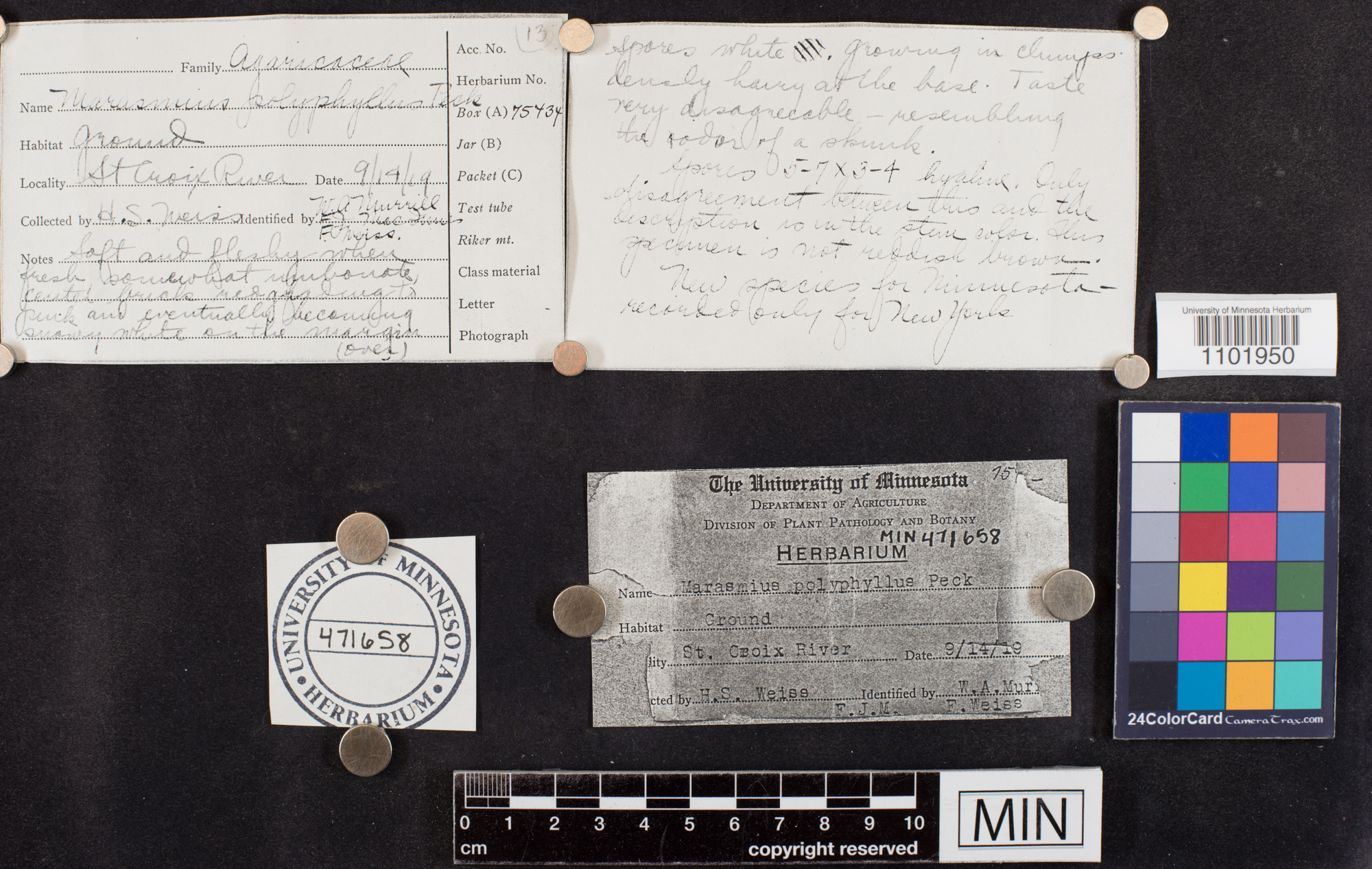 Marasmius polyphyllus image