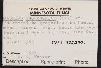 Mycetinis scorodonius image