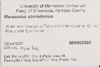 Mycetinis scorodonius image