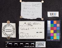 Mycetinis scorodonius image