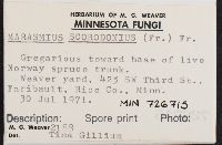 Mycetinis scorodonius image