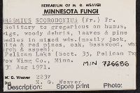 Mycetinis scorodonius image