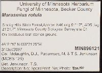 Marasmius rotula image