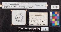 thumbnail image of current specimen