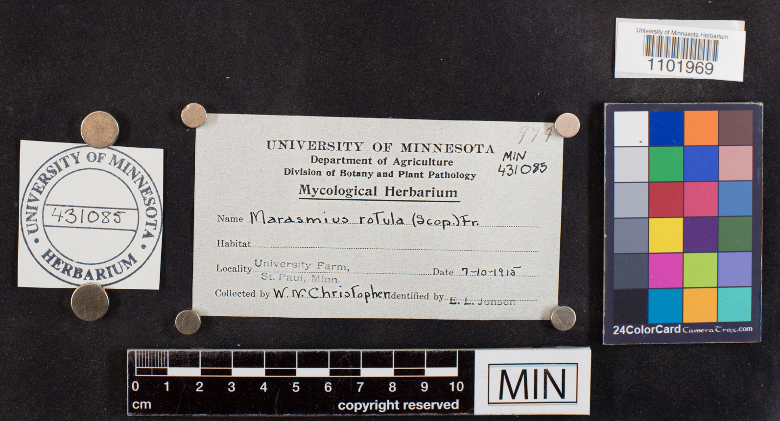 Marasmius rotula image