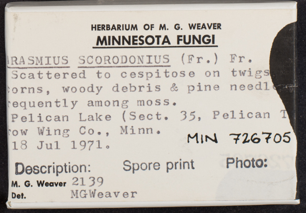 Mycetinis scorodonius image