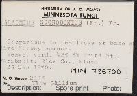 Mycetinis scorodonius image