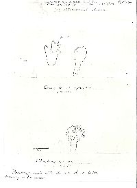 Mycetinis scorodonius image
