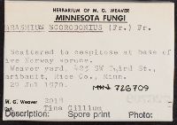 Mycetinis scorodonius image