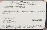 Mycetinis scorodonius image