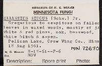 Marasmius siccus image