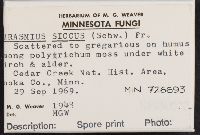 Marasmius siccus image